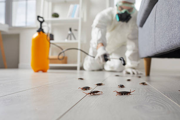 Commercial Rodent Management in Hico